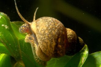 Pond snail