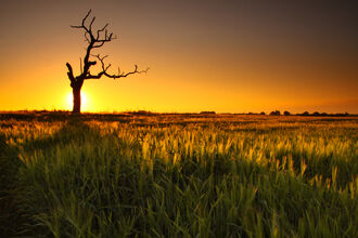 Norfolk - Jamie Hall