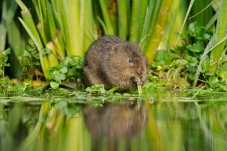 Water Vole