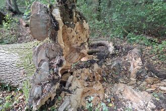 Hayley Wood ash roots diseased