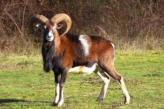 Mouflon Stonepit Quarry