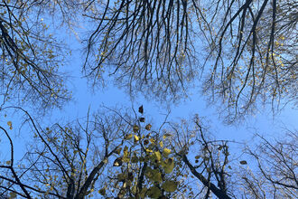 Leafless ash trees, viewed from below against a bright blue sky