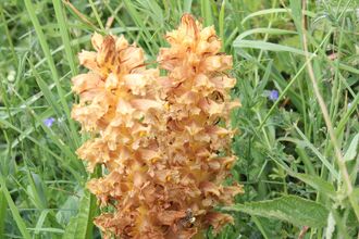 Knapweed Broomrape