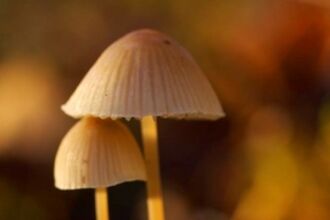 Fungi