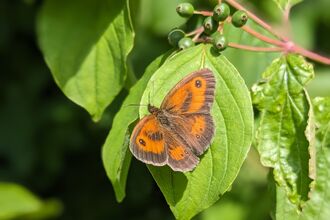 gatekeeper butterfly on Cambourne Nature Reserve by Rebecca Neal