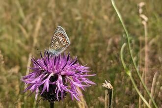 Common blue butterfly on greater knapweed at Trumpington Meadows by Rebecca Neal