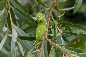 poplar hawkmoth caterpillar on willow by Rebecca Neal