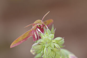 Hawkmoth on foxglove by Tom Marshall