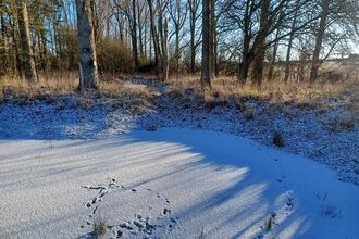 A frozen pond in snow at Pitsford with animal tracks