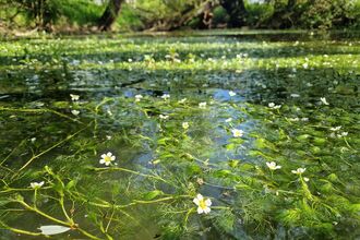 A close up image of white flowers (water crow foot) on a willow pond