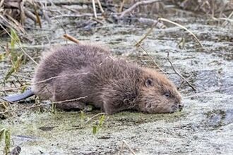 Beaver entering lake
