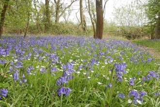Brampton Wood Bluebells 