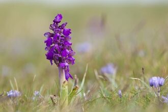 Green winged orchid
