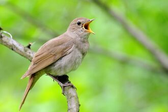 A Nightingale,with beak open, whilst singing, sat on a branch