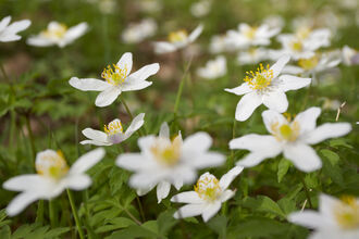 Wood anemone 