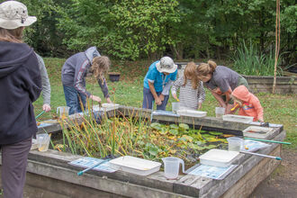 A group of children and adults looking intently at pond life in plastic trays