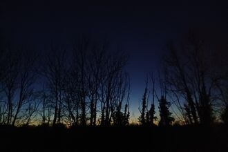 Night sky with trees by Rebecca Neal