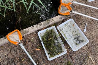 pond dipping nets and trays