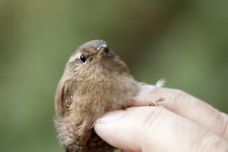 A small bird held between two fingers on a mans hand for bird ringing.