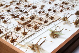 Invertebrates & Archives, University Museum of Zoology, Cambridge.