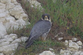 Cherry Hinton chalk pits female peregrine