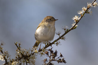 chiff chaff sitting on branch