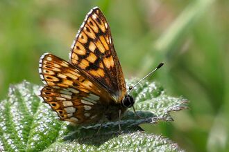 Duke of Burgundy