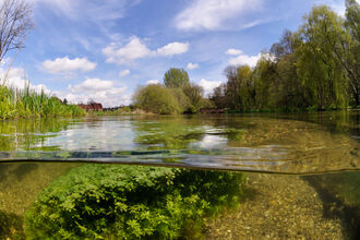 A river with a gravelly bed pictured in a split view, with crystal clear water and river plants underneath, and a blue sky above