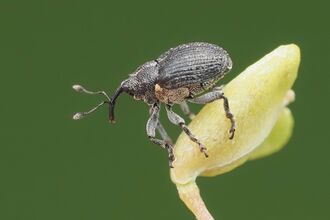 weevil on a plant