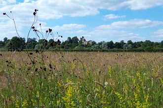 Restored floodplain meadow