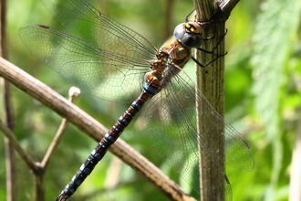 Migrant Hawker