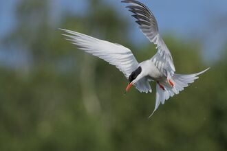 A Common Tern in flight against a blurred green and blue background.