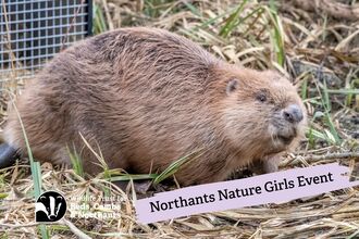 Beaver