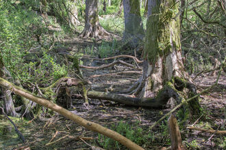 A verdant scene of trees, most with the first metre of their bark removed