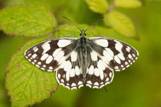 marbled white butterfly resting on leaf with wings open