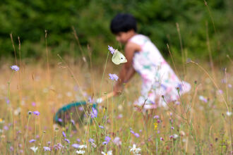 A child out of focus in distance sweeping a net through a meadow filled with long grass and flowers, as a butterfly flies up in the foreground