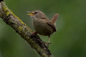 A Wren perched on a small branch with its beak partially open