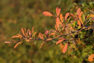 autumn light on blackthorn leaves by Rebecca Neal
