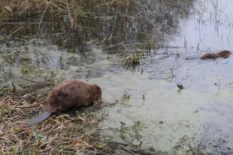 Beaver entering a lake.