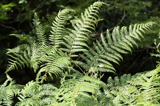 bracken in woodland
