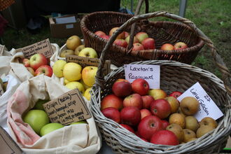 apples