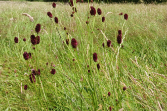 Great Burnet