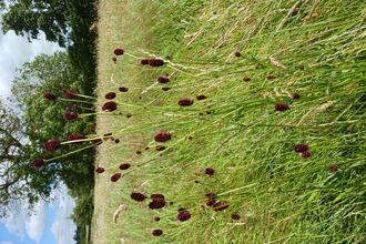 Great Burnet