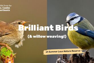 Wren and blue tit with text