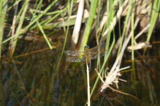 Four-spotted chaser