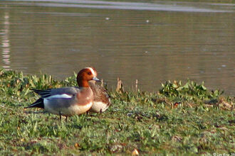 Wigeon Ian Rose