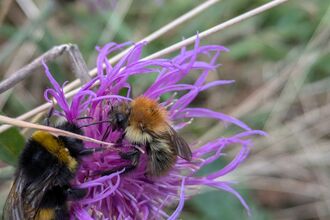 Bumblebee and honeybee