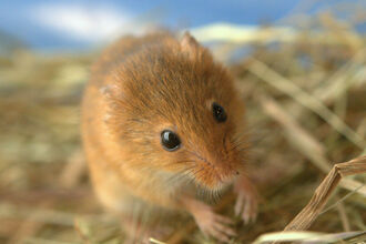 Harvest mouse