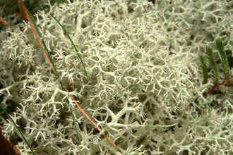 Heathland lichen