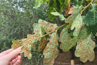 Silk button gall - MS